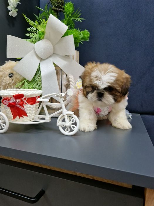 Kochane malusie Shih-tzu miniaturka z legowiskiem I wyprawką