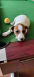 Jack Russell Terrier ( PIESEK ) Ur 01..07.2025 r