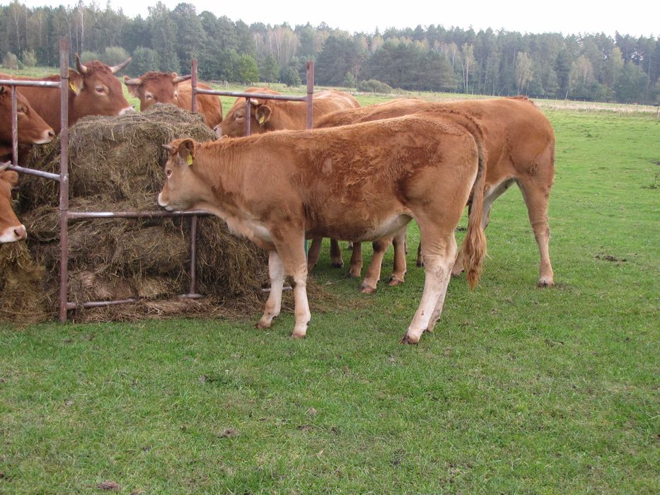 Jałówki Limousine 100-procent odsadki do dalszego chowu