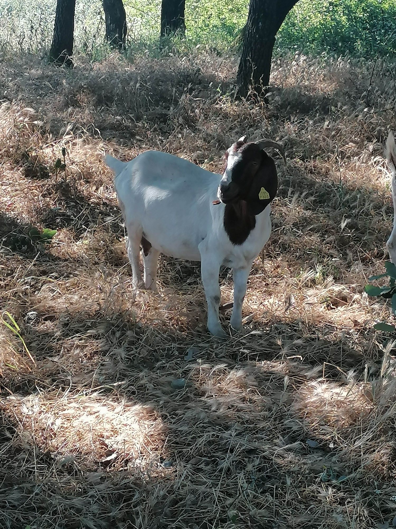 Cabras raça Boer