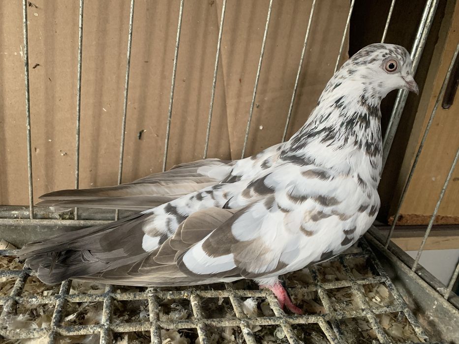 sprzedam orliki  szaryki