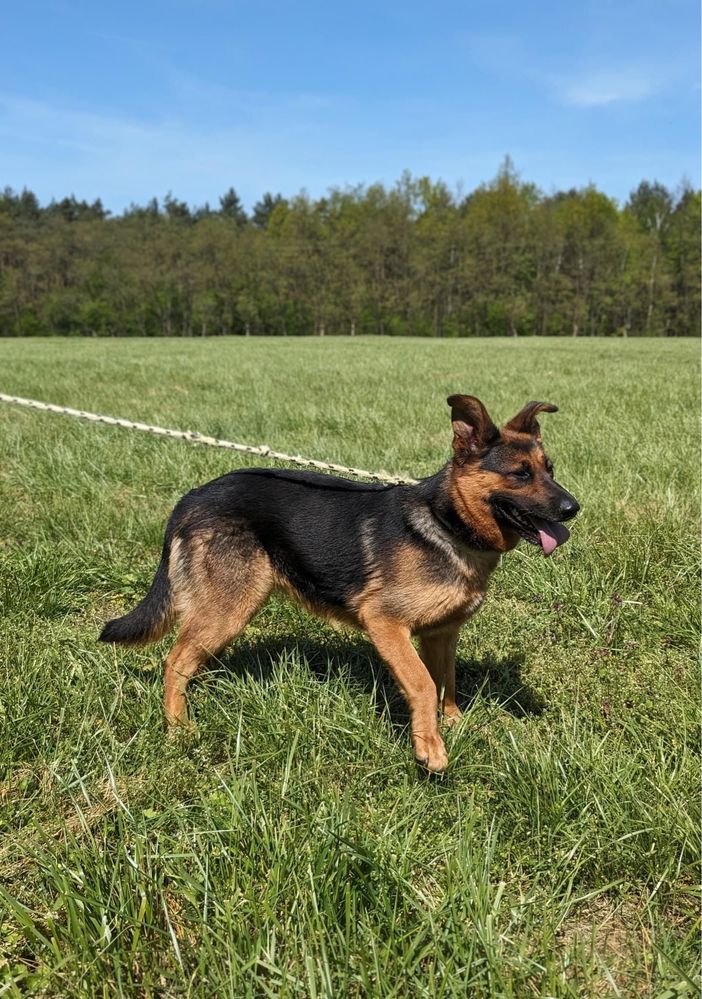 Nena- piękna młoda w typie owczarka niemieckiego czeka na dom