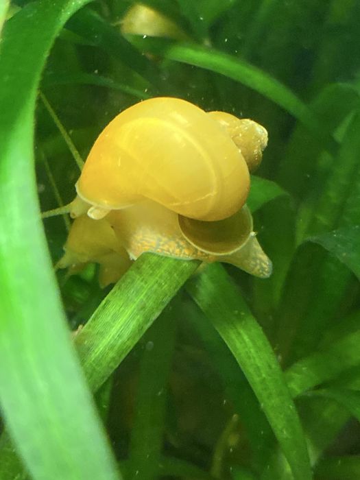 Ампулярия улитка аквариумная