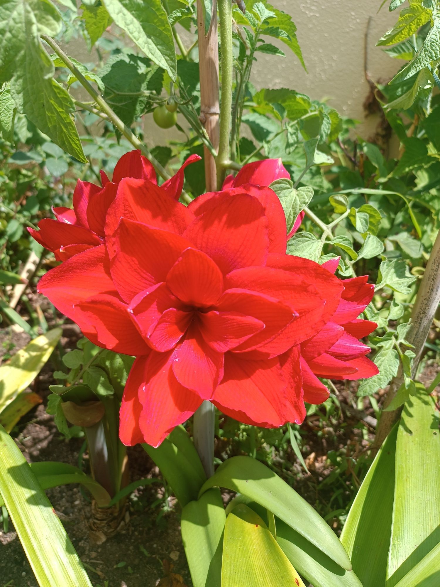 varias plantas e bolbos
