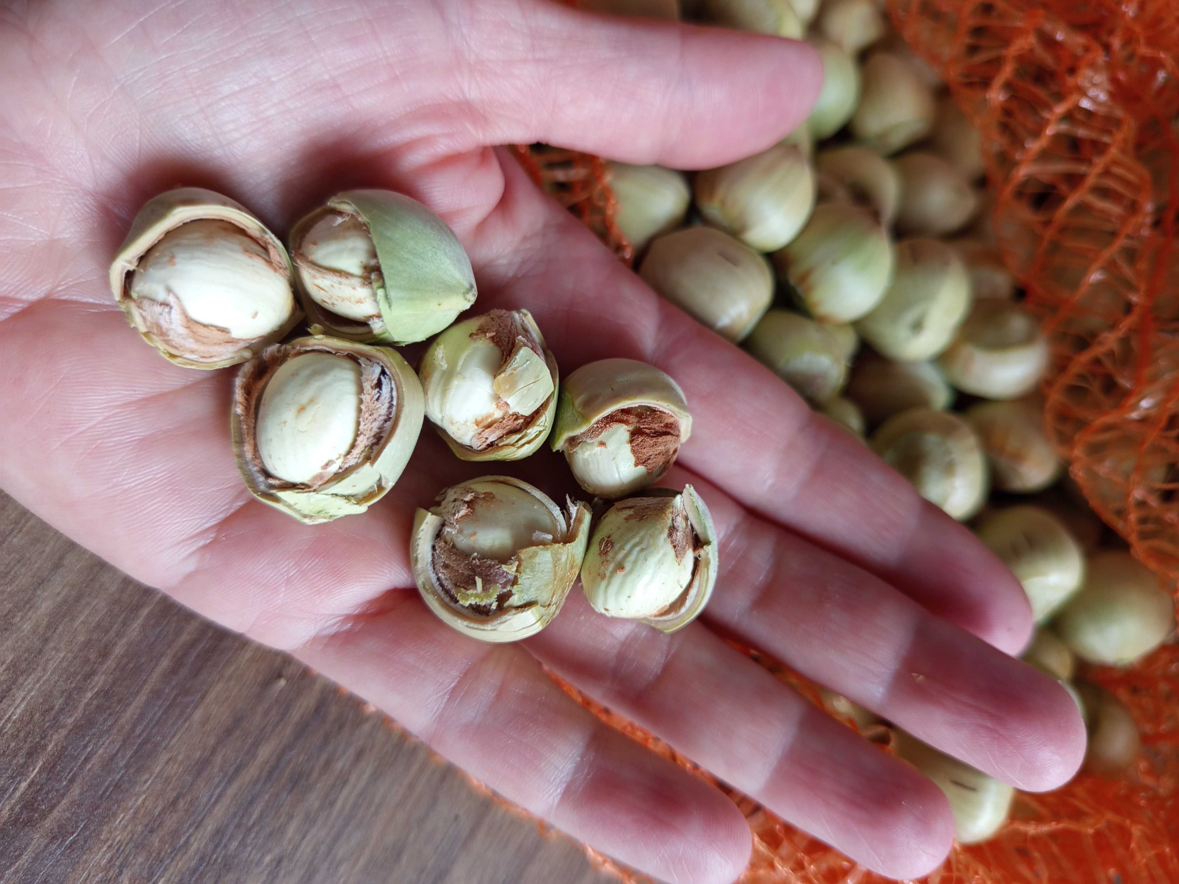 Orzechy laskowe świeże rwane 3 kg bez łupiny