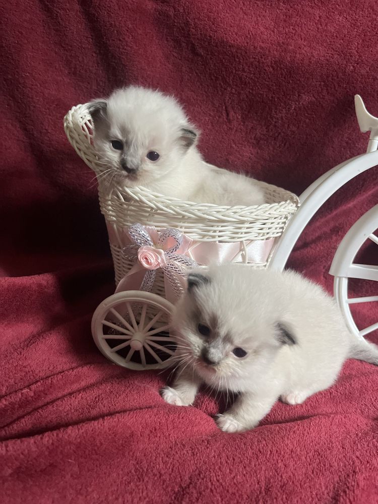 Ragdoll dziewczynka seal mitted