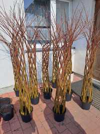 Wierzba pleciona bonsai polska palma drzewko ozdobne żywe