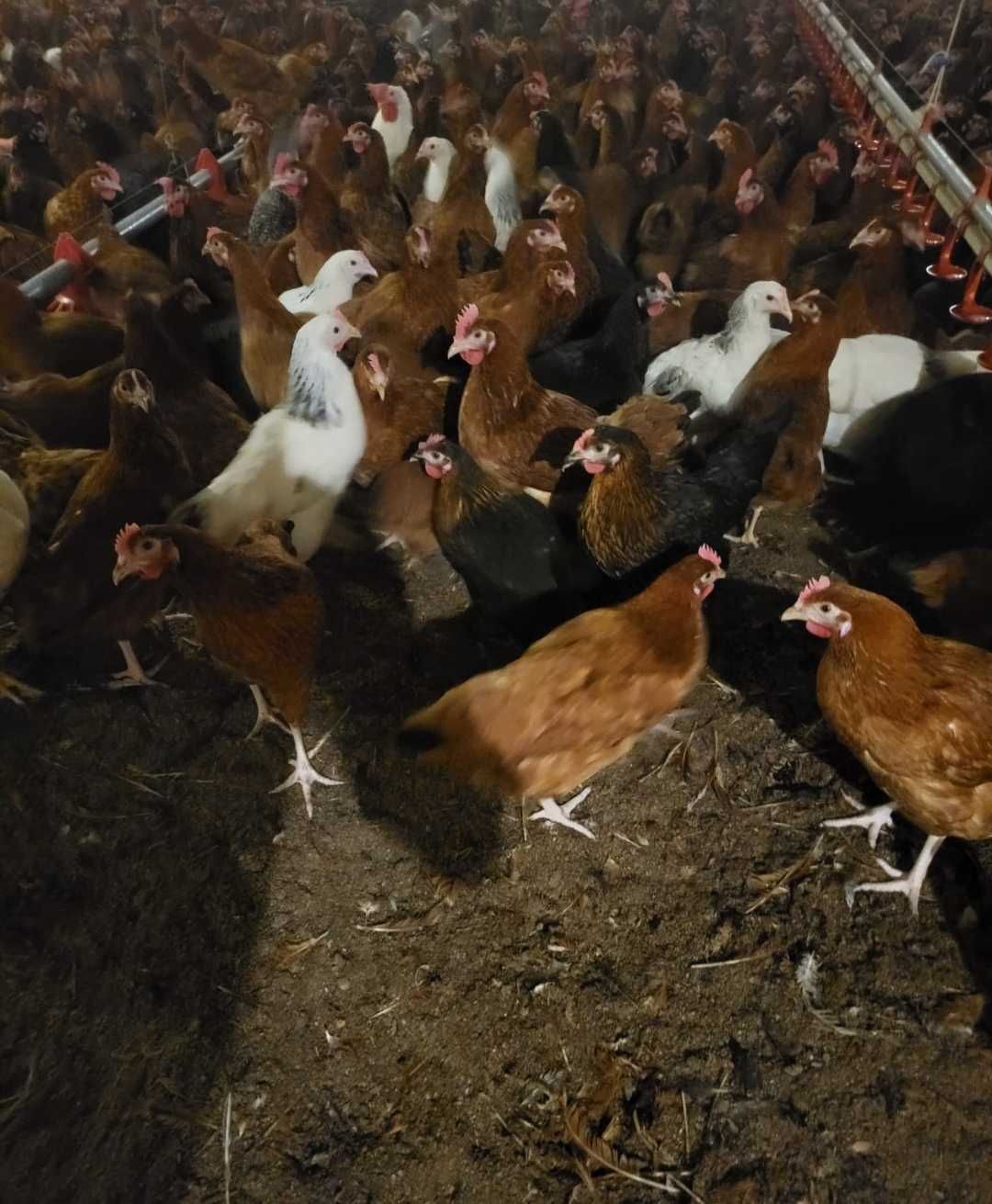 KURY NIOSKI ROSA młode kurki rossa odchowane nioska kura DOWÓZ