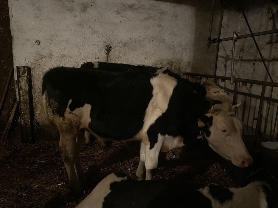 Jałówka pod zacielenie