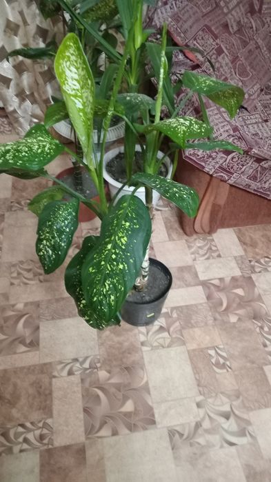 Дефенбафия-комнатное растение