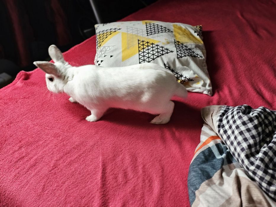 Oddam za darmo królika plus klatkę