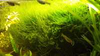 Mech akwariowy Creeping moss