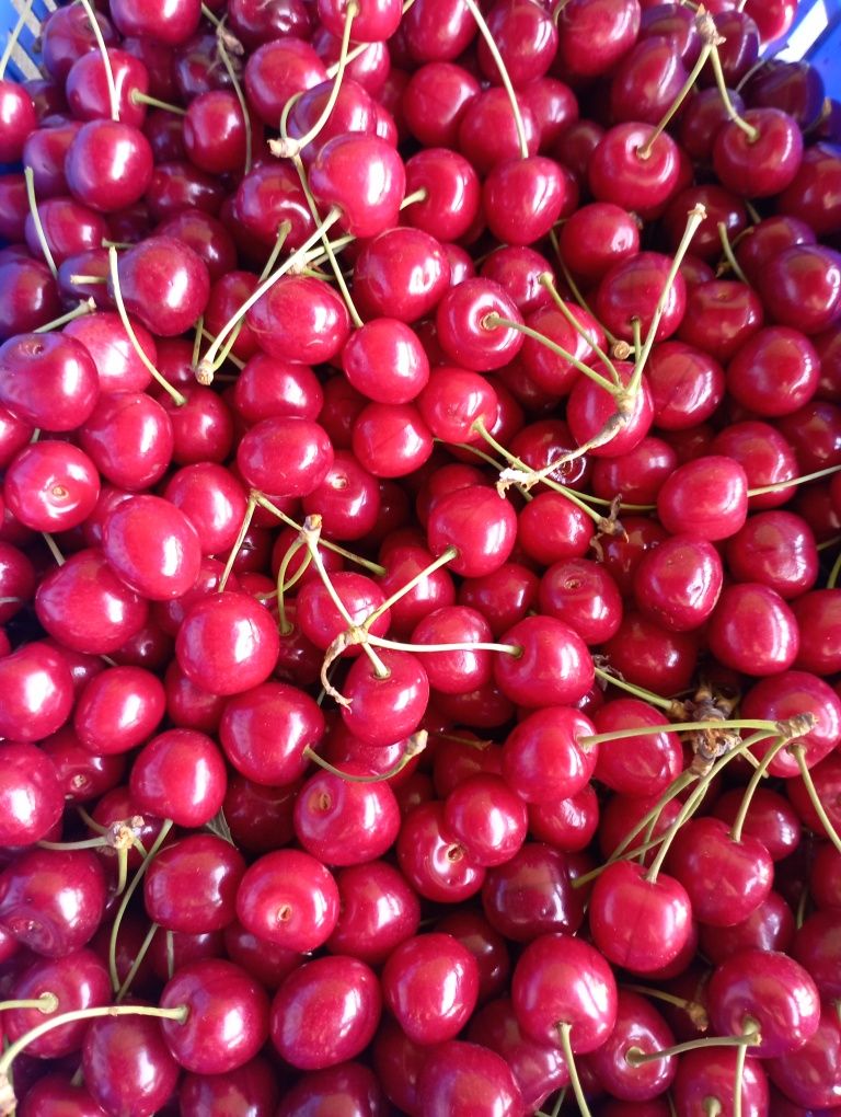 Sprzedam 6kg czereśni
