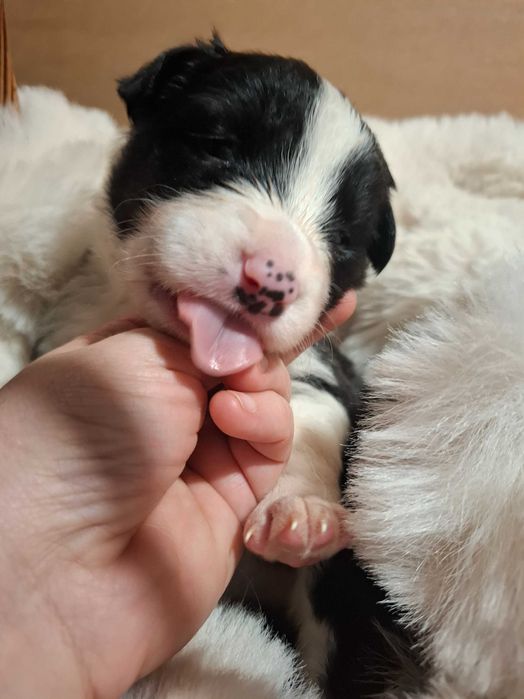Border collie szczeniak suczka wychowana w domu