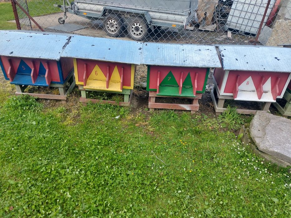 Ule wielkopolskie