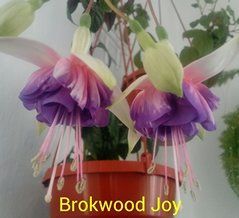 Фуксія вкорінені живці