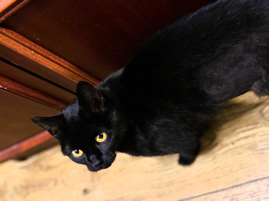 Kotka Sabrina o bursztynowych oczach