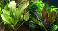 Echinodorus Ozelot / Reni - plantas aquário fáceis - Guppies Endler