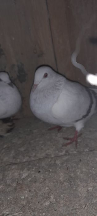 Żałobniki gołebie