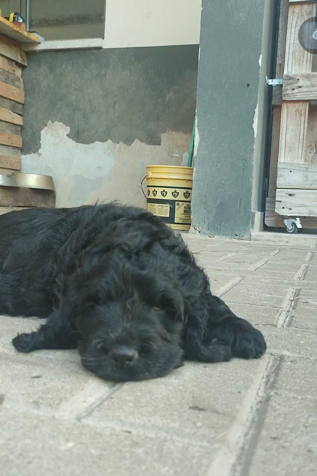 Cocker spaniel preto macho