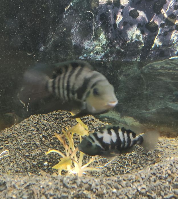 Oddam za darmo pielęgnice zebra.