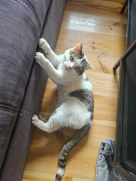 STAŚ to najukochańszy kot na świecie.  12 lat w schronisku