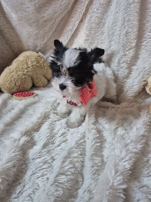 Biewer Terrier Fêmea Criadora Registada PT3088 FL