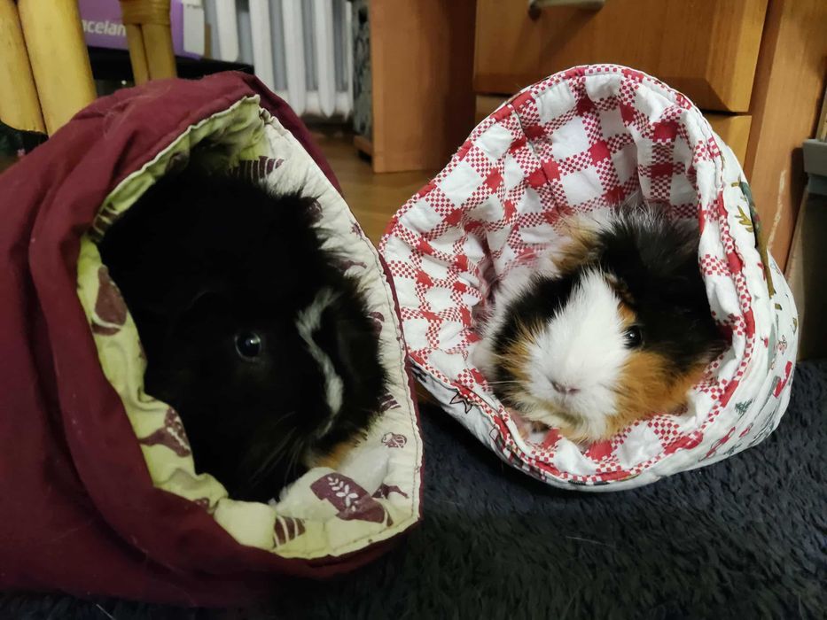 świnka morska szuka nowego domu