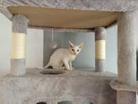 Śliczny biały kocurek Devon Rex "BAMBI"