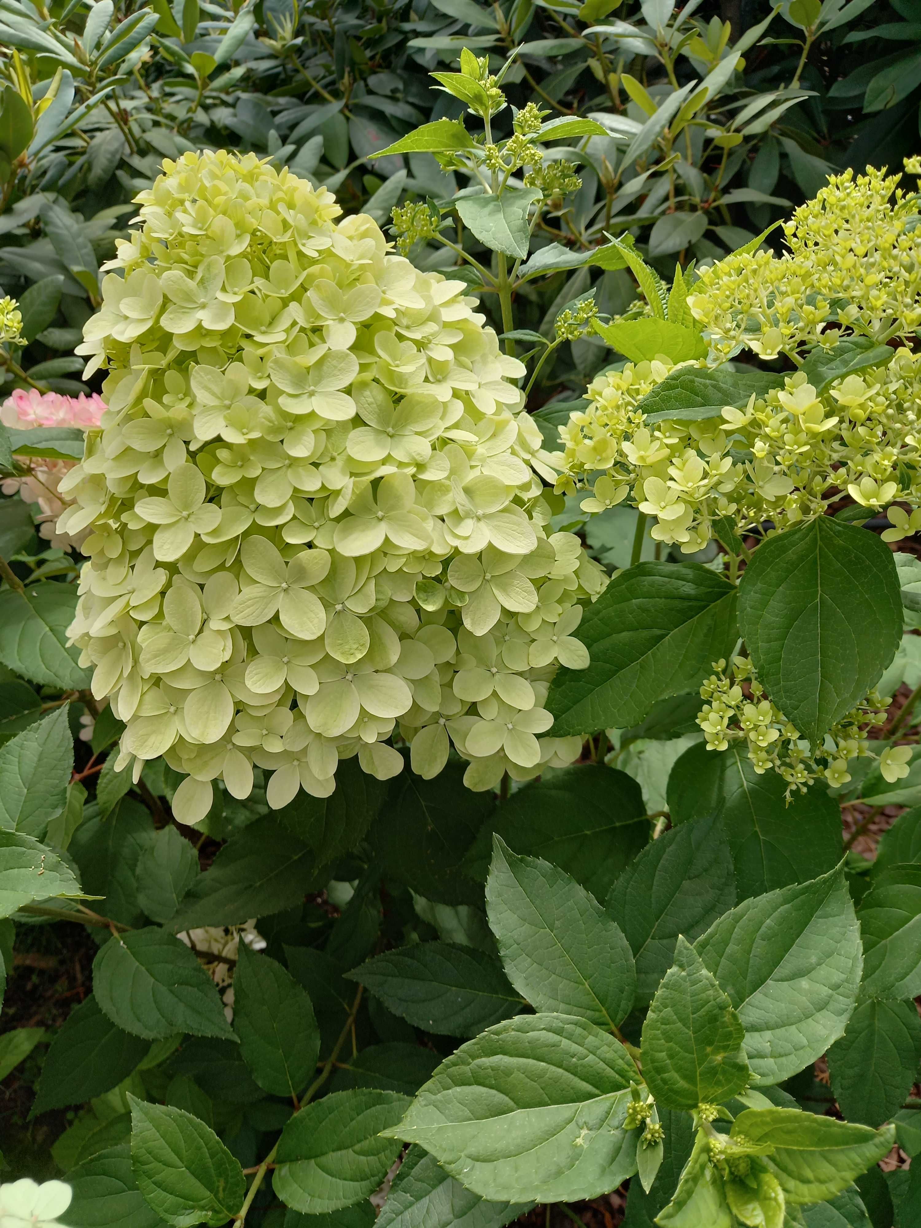 Hortensje bukietowe