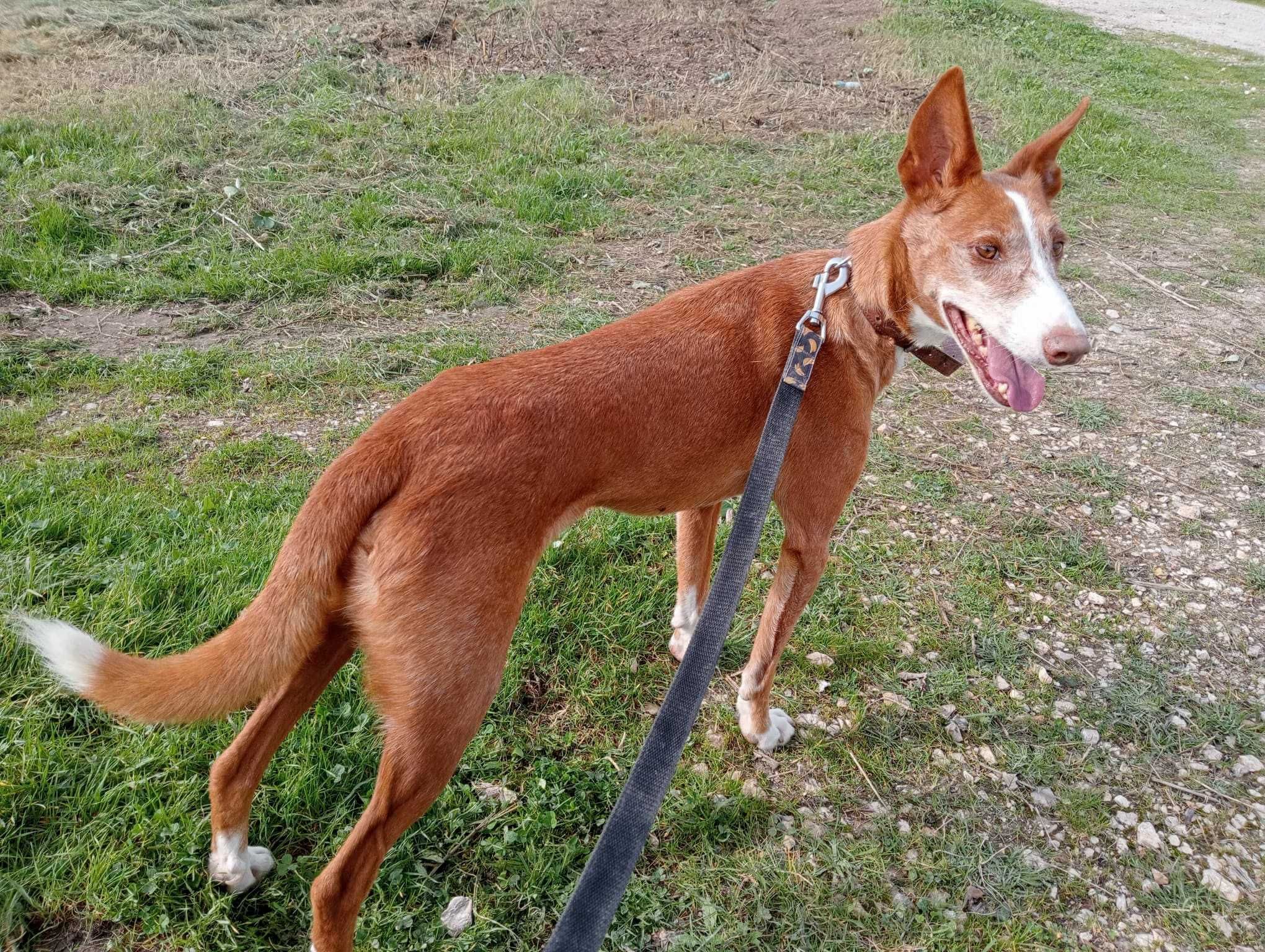 Tote - cão médio para adoção