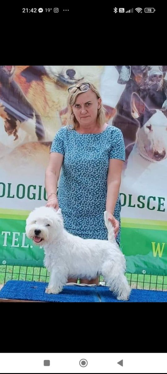 West highland white terrier - suczka - ZKwP/FCI.