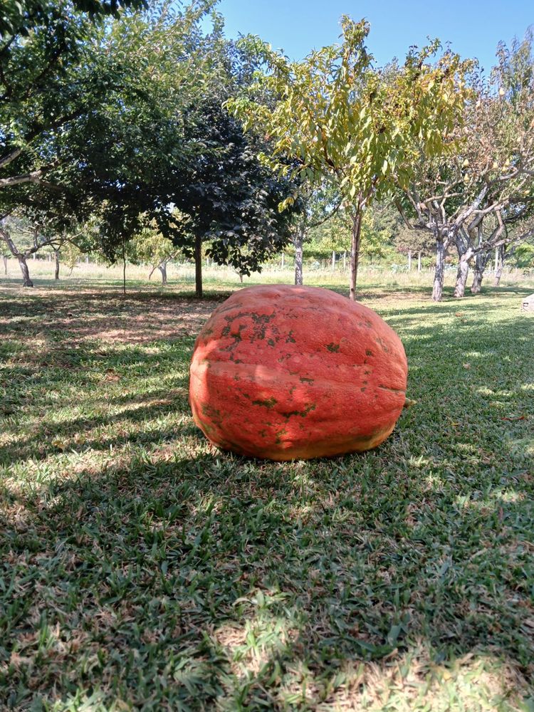 Abóboras com 20kg.