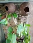 Terrarium plus gekon orzęsiony