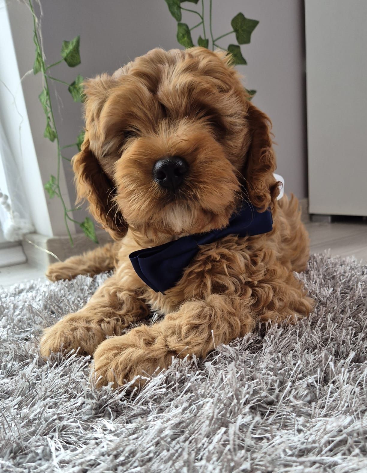 Cavapoo F1 Piesek Cavalier- Pudel