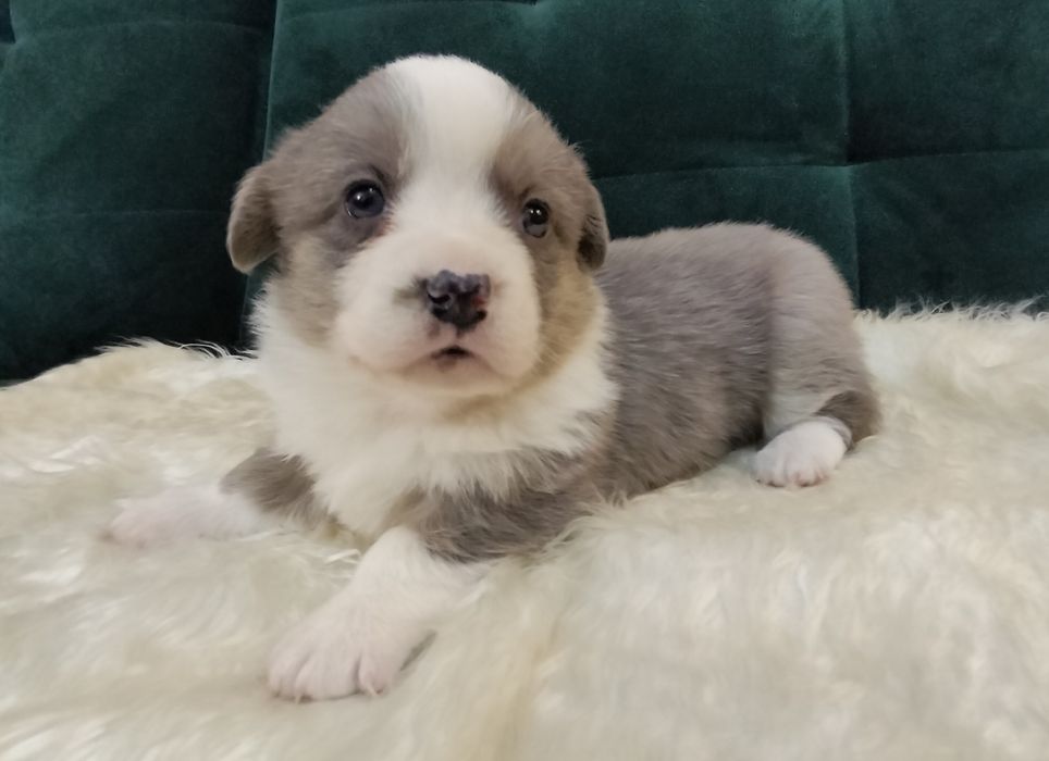 Corgi kardigan - suczka