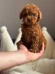 Pudel Toy Badania genetyczne Suczka Art Puppies