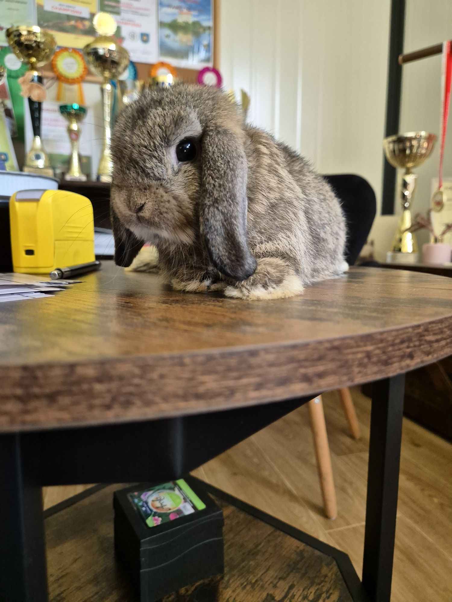 Króliczki Mini Lop