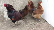 Ovos araucana perdiz