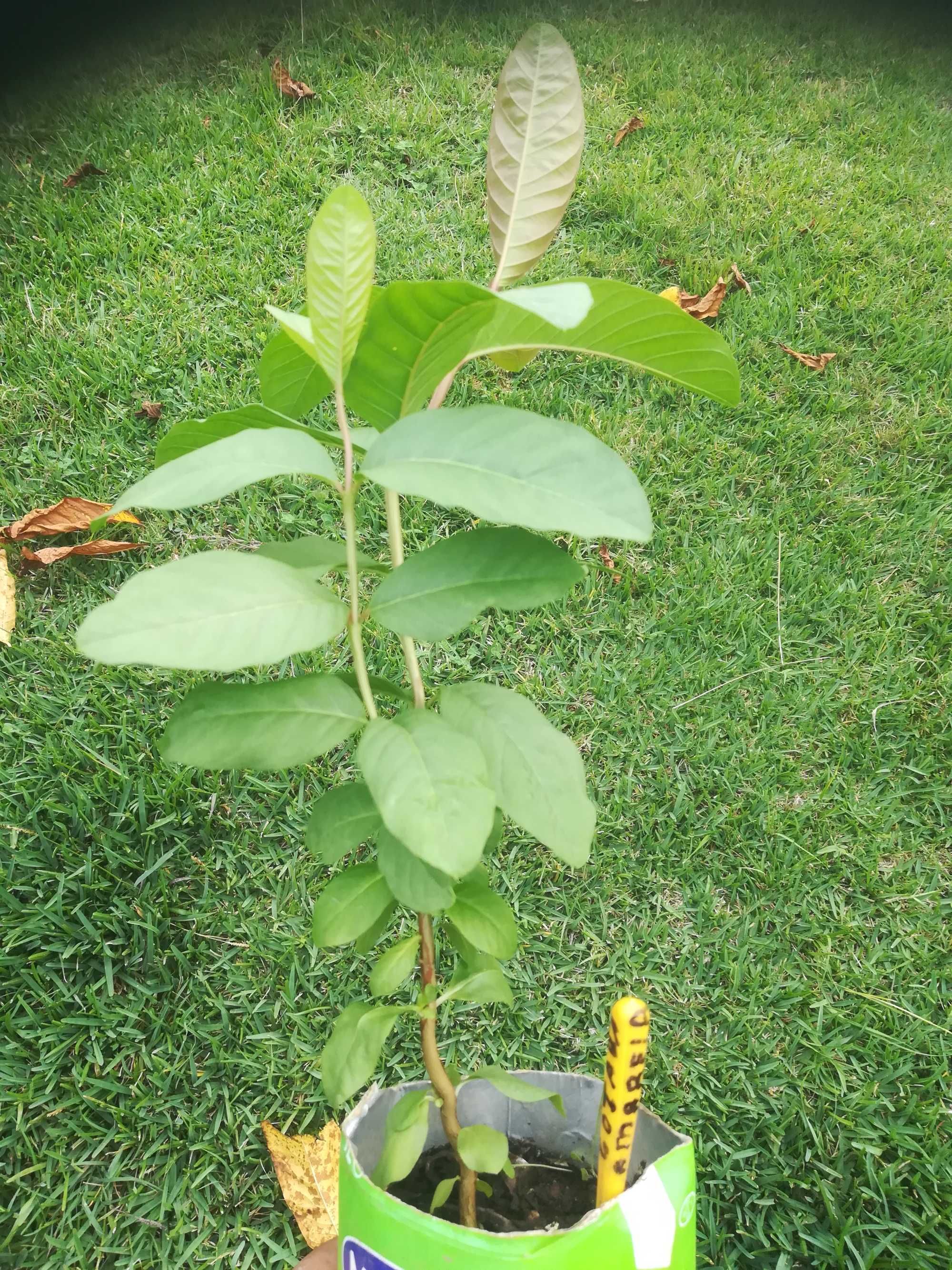 Goiaba Amarela - Psidium guajava