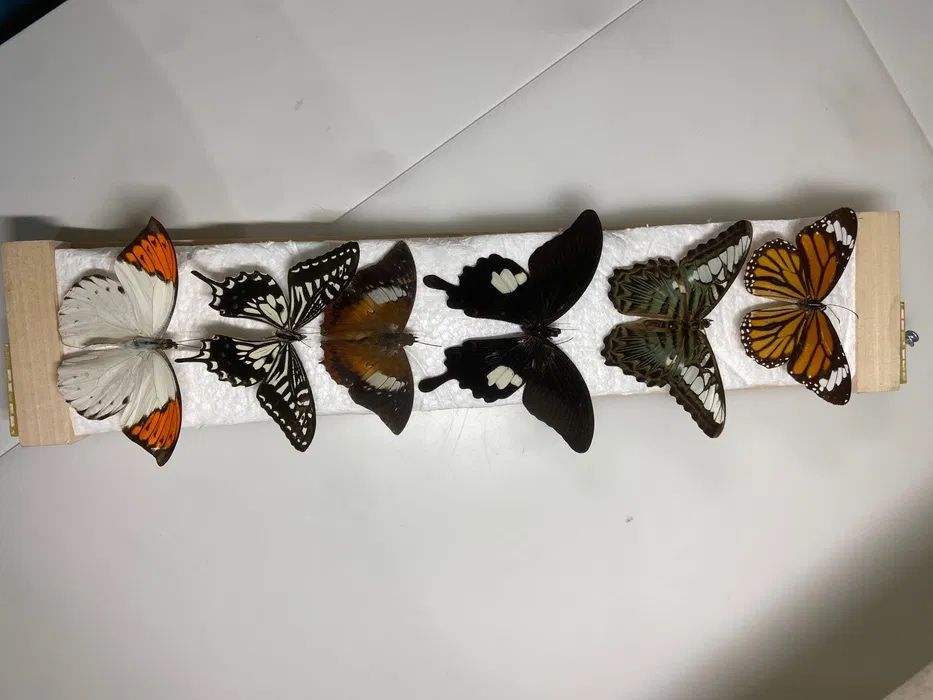 5 sztuk spreparowanych egzotycznych motyli