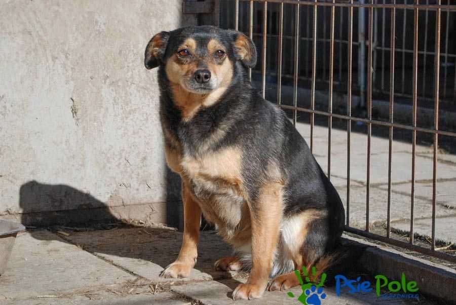 Spokojna. dojrzała suczka KRYSTYNA szuka domku!