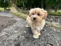 maltipoo szczeniak suczka