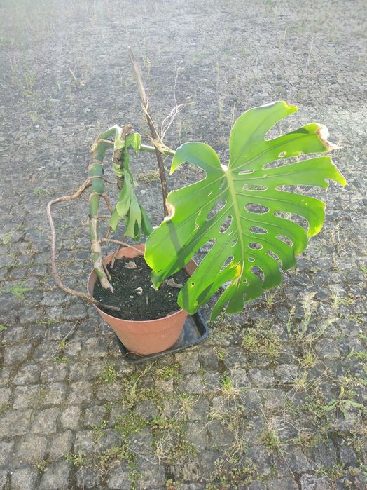 Costela d Adão monstera
