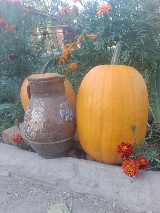 Гарбузи для творчості