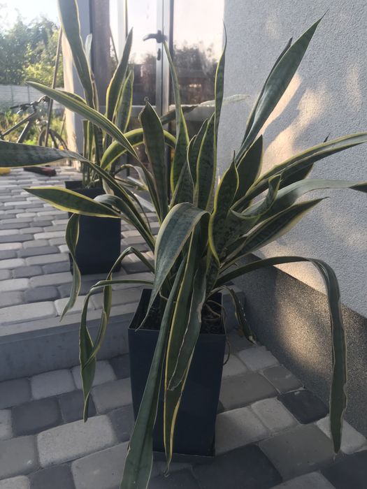 Сансевієрія (обмін)