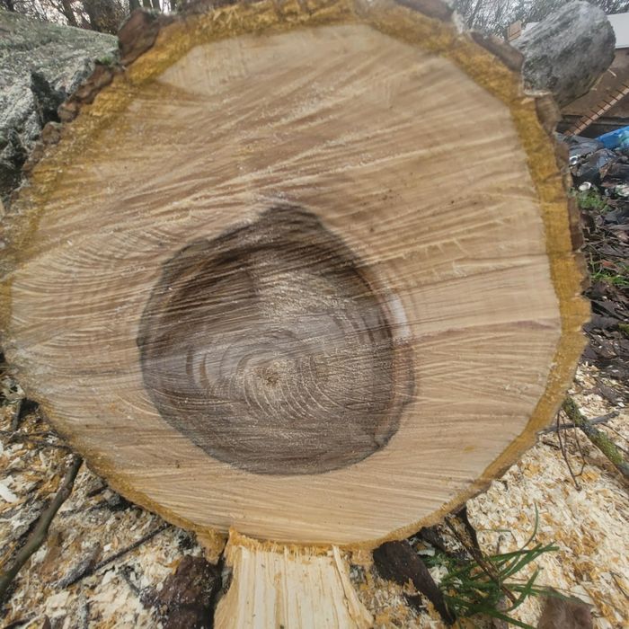 Pień orzecha włoskiego