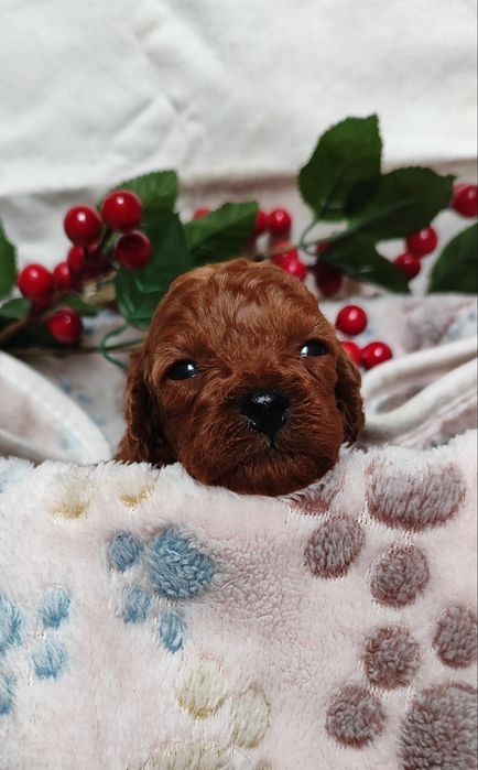 Pudel Toy Red Brown Płowy