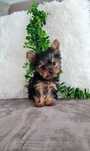Yorkshire Terrier, mini, top