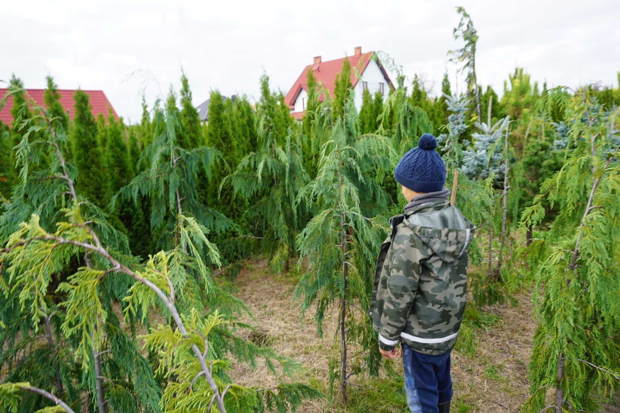 200cm cyprys CYPRYSIK nutkajski _ KLIPPERT pendula JUBILE baba jaga